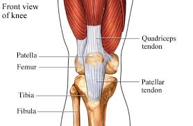 Check spelling or type a new query. The Knee Patella Tendinopathy