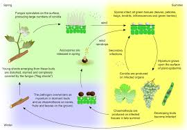 Several powdery mildew fungi cause similar diseases on different plants (such as podosphaera species on apple and stone fruits; Frontiers Emergent Ascomycetes In Viticulture An Interdisciplinary Overview Plant Science