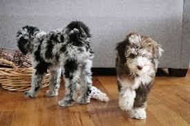 We are a small aussiedoodle or aussiepoo breeder in northern california. Aussiedoodle 12 Surprising Facts You Should Know About