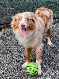 Image result for Recreation Pets Dogs Names