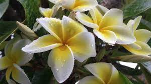 We did not find results for: A Country Song Is A Song About Life Happyember Deeply Silent Music Youtube