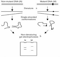 Sscp is more down to earth, practical, more technical, cissp is more abstract and has more focus on processes, law / legalese. Steps Of Sscp A Denaturation Of Ds Dna B Electrophoresis Gasser Download Scientific Diagram
