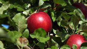 Red prince was discovered growing as a chance seedling in a commercial orchard near weert in the netherlands, not far from the border with germany, in 1994. Meet Cosmic Crisp A New Hybrid Apple That Stays Fresh For A Year Smart News Smithsonian Magazine