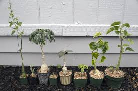 Image result for Adenia karibaensis