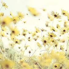 40000+ high quality wallpapers & backgrounds. Pin By Janet La Clair On Ballad At Dawn Yellow Aesthetic Pastel Yellow Flowers Yellow Aesthetic
