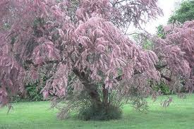 Check spelling or type a new query. 26 Tamarix Ideas Plants Shrubs Garden