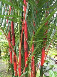 Costa Rica Red Bamboo Bamboo Seeds Privacy Plants Bamboo Garden