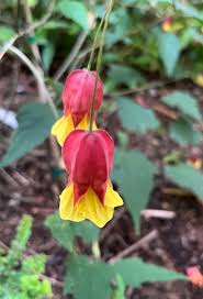 Image result for Abutilon