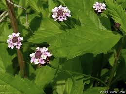 Image result for Landolphia lanceolata