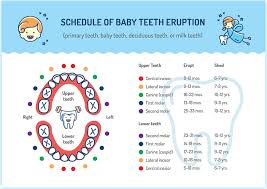 Tooth Eruption Chart For Baby And Adult Teeth