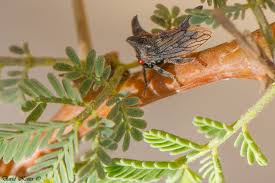 Image result for Oxyrhachis