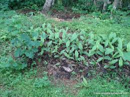 Mulch needs to be put down thick enough to be an effective barrier to weeds and weed seeds. Effective Natural Ways To Control And Use Weed Natural Farmers Kerala