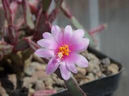 Image result for Rhaptopetalum roseum