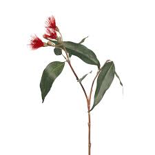 Eucalyptus Flowering Red 53 cm
