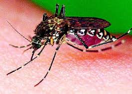 Beović, konec avgusta 2002 me je pičil komar, nakar se je na mestu pika pojavil tipičen eritem. Pozor Boreliozu Prenaseji Uz I Komari A Ovadi Ahaonline Cz