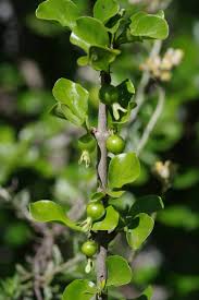 Image result for Coddia rudis