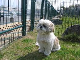 Exemples De Coupes Pour Les Shih Tzu Toilettage Chiot Shih Tzu Shih Tzu Chien Mignon