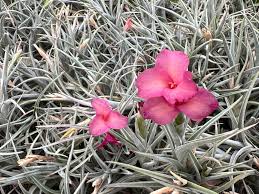 Image result for Albertisia exelliana