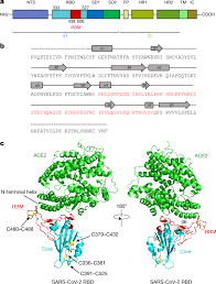 Rbd is a mexican latin pop group that gained popularity from televisa's telenovela rebelde. Structure Of The Sars Cov 2 Spike Receptor Binding Domain Bound To The Ace2 Receptor Nature