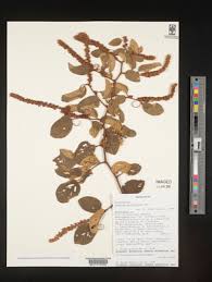 Image result for Gouania tiliifolia