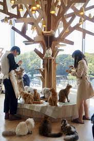 Family Visiting Japan Shared Photos From A Cat Cafehttps Ift Tt 2pvsgxa Cat Cafe Cat Hotel Pet Cafe