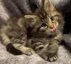 Then consider a bengal kitten as your next animal companion. Katt Katt Bengal Cat For Adoption Colorado