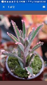 Pin By My Info On Succulent Epi Plants Succulents Cacti And Succulents