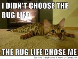 Let's face it, cats are the unofficial mascots of the internet. 20 Funny Cat Memes Clean Images Pictures Picss Mine