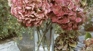 Envie D Un Bouquet Sec Voici Les Gestes A Suivre Pour Conserver Vos Hortensias Hortensias Faire Secher Des Hortensias Decoration Mariage Champetre