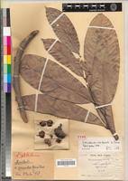 Image result for Uvariodendron