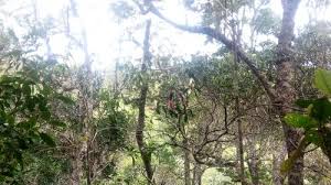 Image result for Faurea