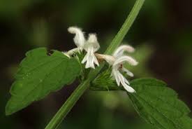 Image result for Leucas glabrata