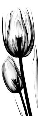 Tulip In Black And White Print Albert Koetsier Allposters Com White Art Black And White Drawing Tulip Tattoo