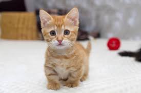 402 fabian munchkin longhair male kitten. Munchkin Cats Munchkineris Cattery Home Facebook