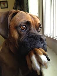 I M Sure My Daddy Will Be Driving Into The Driveway Any Minute Now Goruntuler Ile Komik Kopekler Kopek Hayvanlar