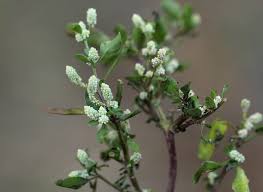 Image result for Nothosaerva