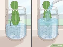 Be sure to change out the water in the cup for fresh water every day or two to prevent bacteria from forming. 3 Ways To Propagate Christmas Cactus Wikihow