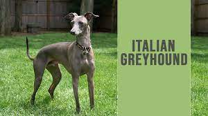We did not find results for: Italian Greyhound Complete Dog Breed Information Petmoo