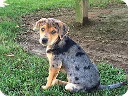 All Black Catahoula Leopard Dog Preston Ct Black Mouth Cur Catahoula Leopard Dog Mix Meet Pebbles A Puppy For Adoption Black Mouth Cur Leopard Dog Black Mouth Cur Puppies