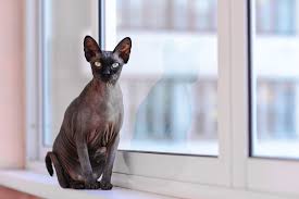 Nicht alle diese rassen sind international anerkannt. Sphynx Katze Smart Animals