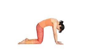 Cat Pose Yoga Poses For Beginners Cat Pose Yoga Yoga Poses Chart