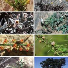 Image result for Neuracanthus africanus