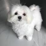Maltese Puppies For Sale - Maltese Breed Profile ...