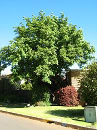 Image result for Ekebergia