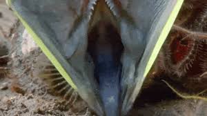 Mar 6, 2011 #2 tabasco1 valuable member view badges. Sarcastic Fringehead A Fish That Looks Like The Predator Gifs