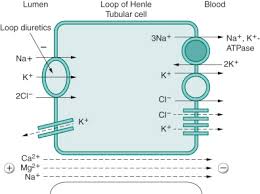 Image result for Loop Diuretic