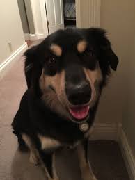 Black And Tan Australian Shepherd Black And Tan Australian Shepherd Wally Australian Shepherd Puppies Dogs And Puppies