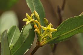 Image result for Cryptolepis oblongifolia