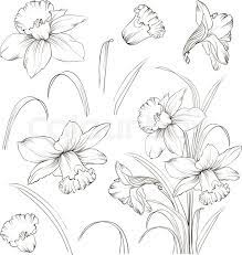 Daffodil Flower Illustration Flower Line Drawings Flower Sketches Flower Drawing