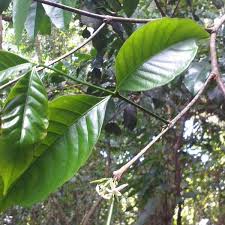 Image result for Malouetia